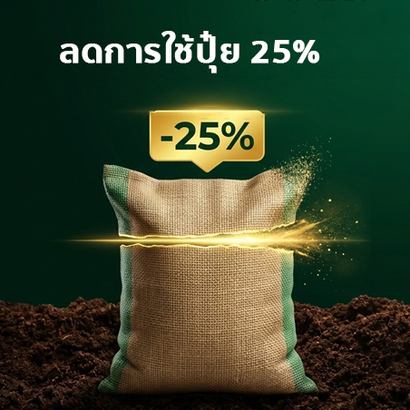 ฟื้นต้นทุเรียนหลังตัดผลด้วยการบำรุงใบ ราก และดิน