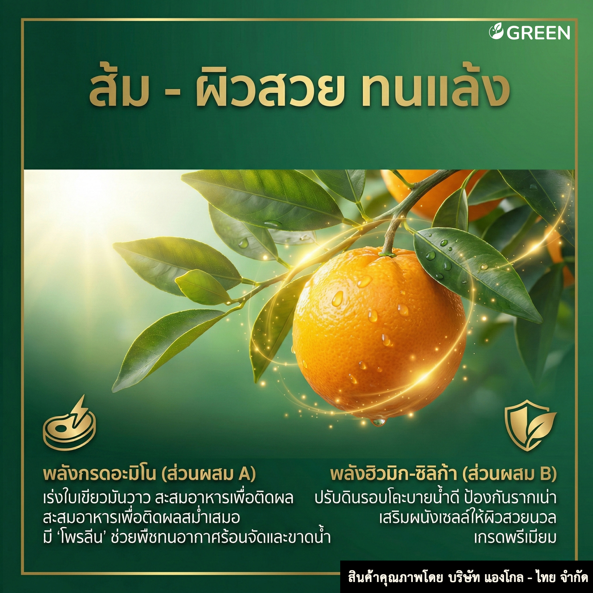 โตไว ใบเขียว 1ชุด ส่วนผสม A+B